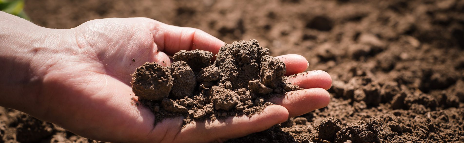 Teelaarde in een hand